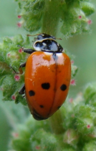 Coccinelle del Parco di Monza